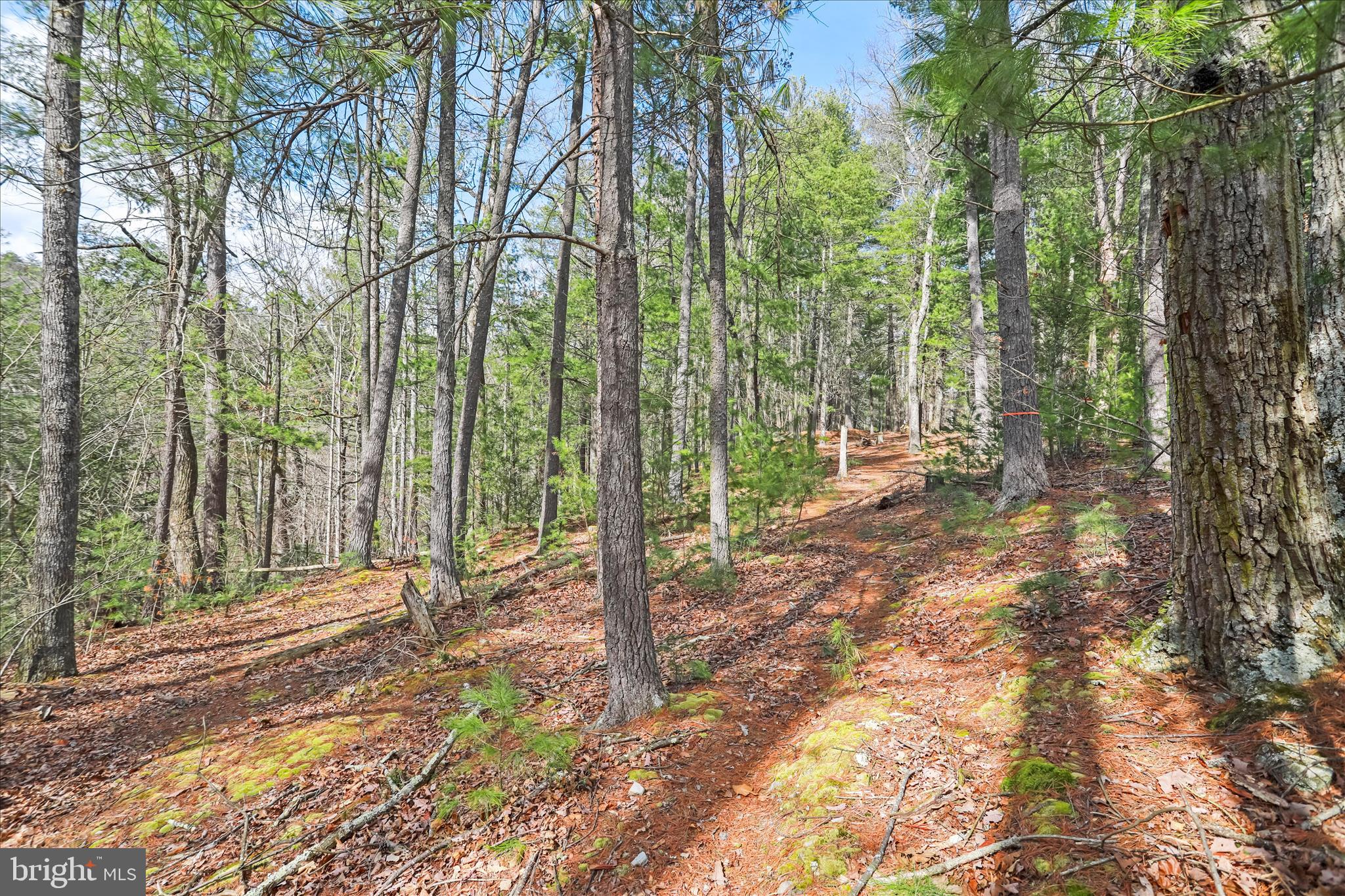 3699 Waites Run Road Wardensville, WV 26851 - Photo 20 of 43 3.8 Acres