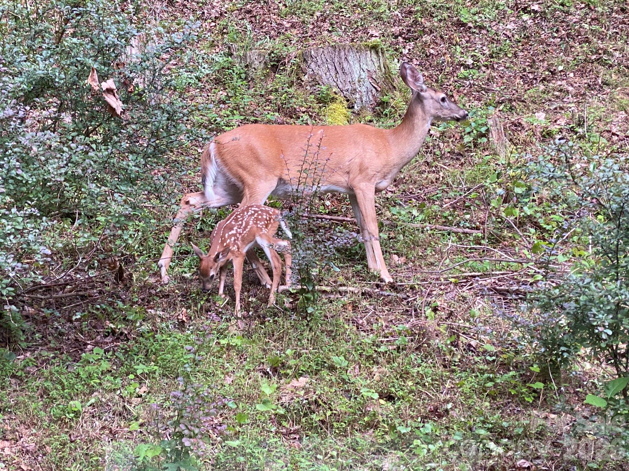 651 Case Cove Road Candler, NC 28715 - Photo 43 of 45