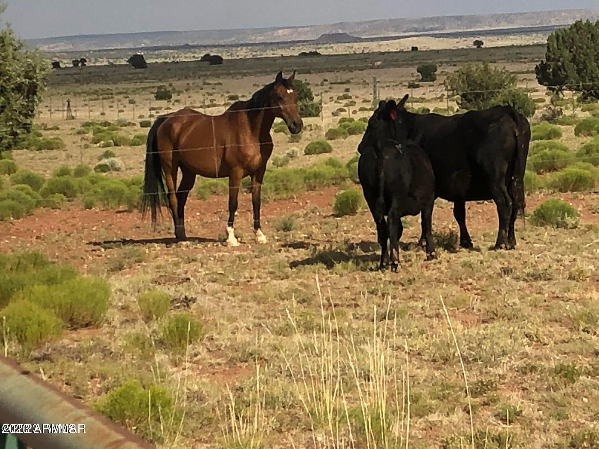 259 County Road Concho, AZ 85924 - Photo 10 of 58 5AE21C50C8EC6061