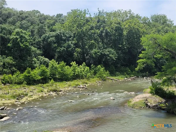 a view of a yard with plants and large trees
