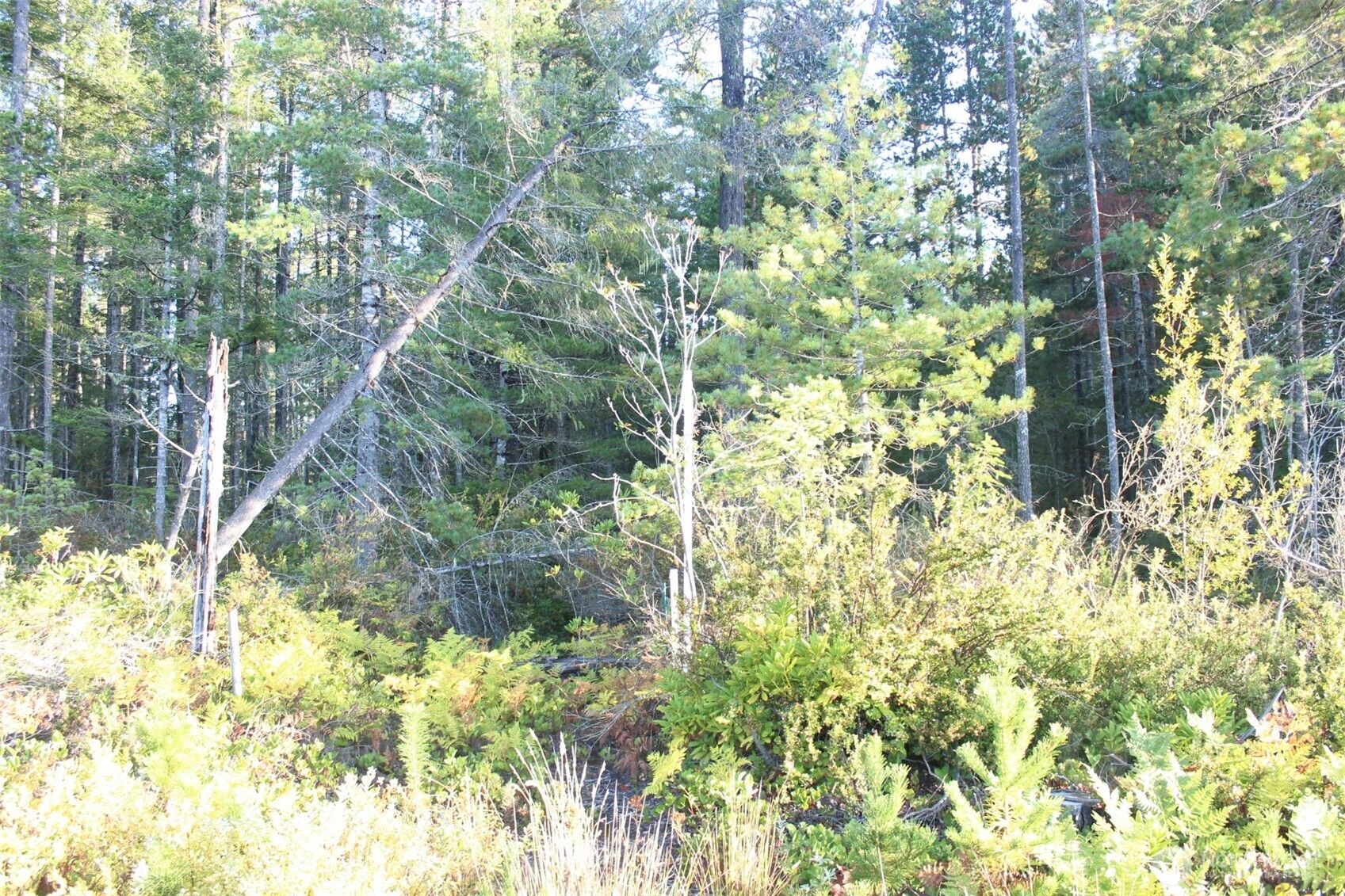 3511 Northeast Tahuya Blacksmith Road Tahuya, WA 98588 - Photo 7 of 10