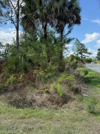 a view of a lush green forest with lots of trees