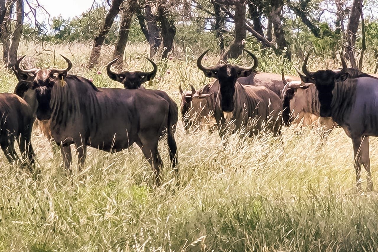 Lot 120 Fallow Harper, TX 78631 - Photo 13 of 30