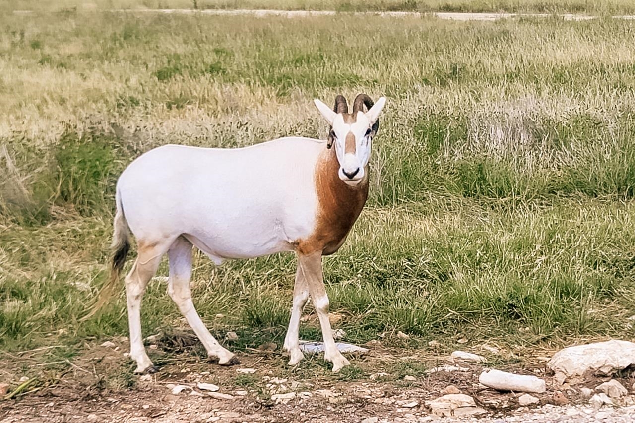 Lot 120 Fallow Harper, TX 78631 - Photo 14 of 30
