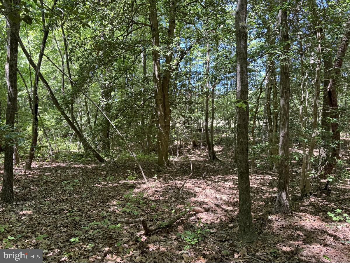 0 Salisbury Road Spring Grove, VA 23881 - Photo 21 of 23