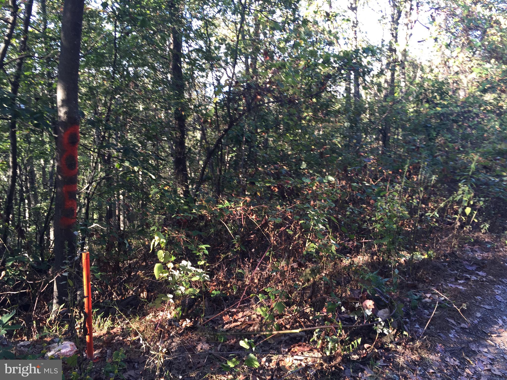 Bobcat Trail Winchester, VA 22602 - Photo 13 of 15 Approximate Property Line Markers Spray Painted