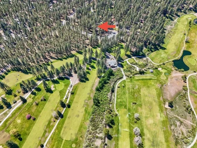 a flower in a garden view