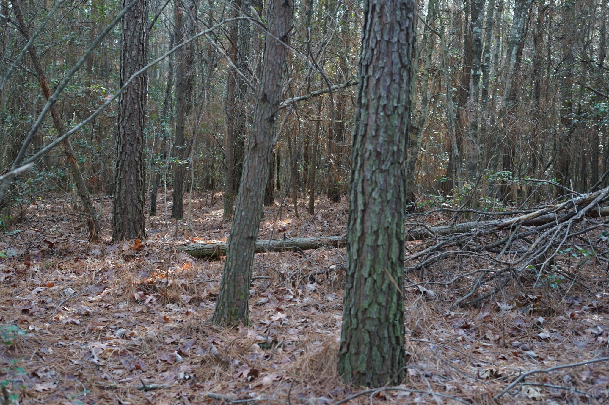 0 Wolfhaven Road Spencer, TN 38585 - Photo 10 of 10