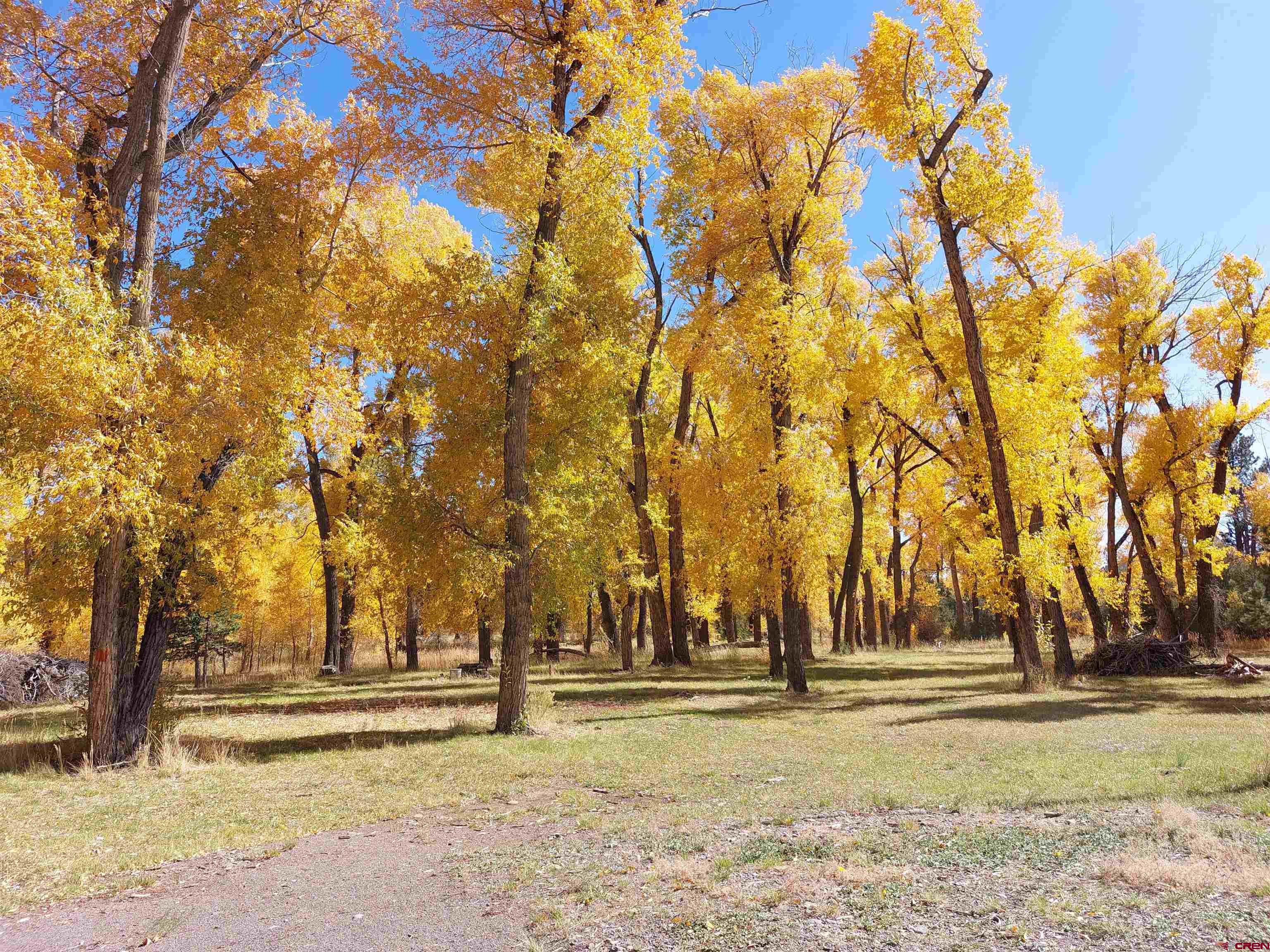 1 Conejos Trails Road Antonito, CO 81120 - Photo 19 of 20 a view of yard with trees