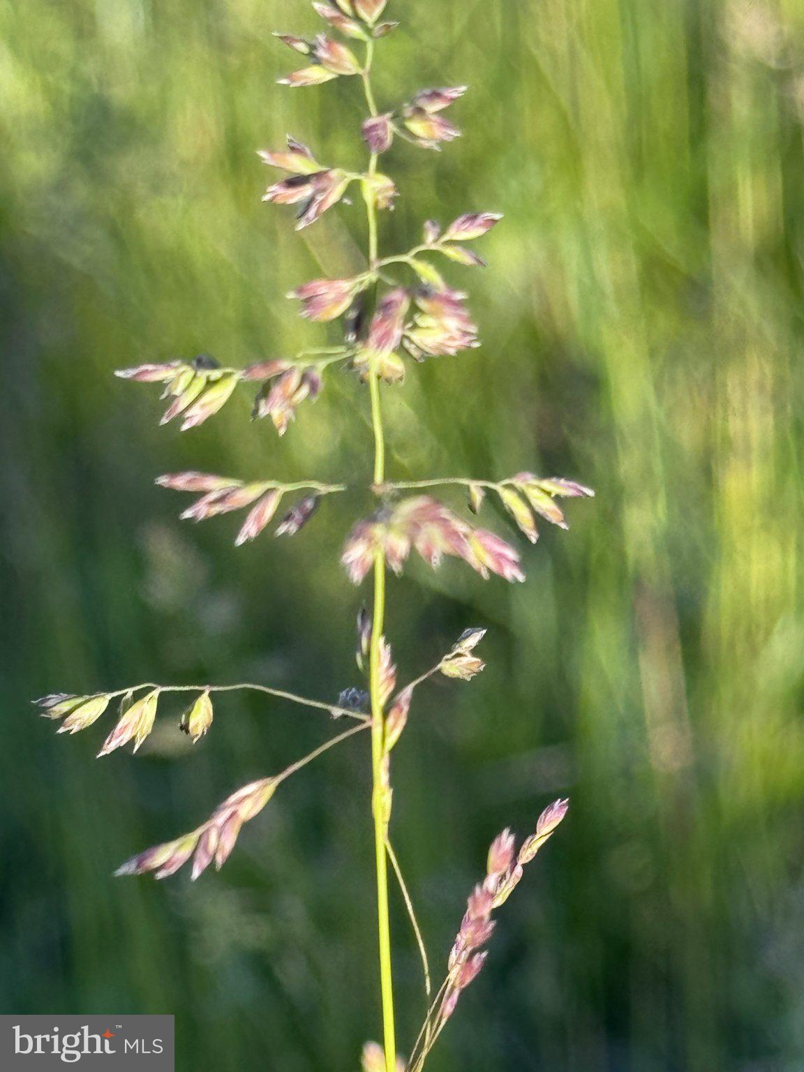 1344 Old Winchester Road Boyce, VA 22620 - Photo 52 of 52 Delicate wildflower in soft sunlight.
