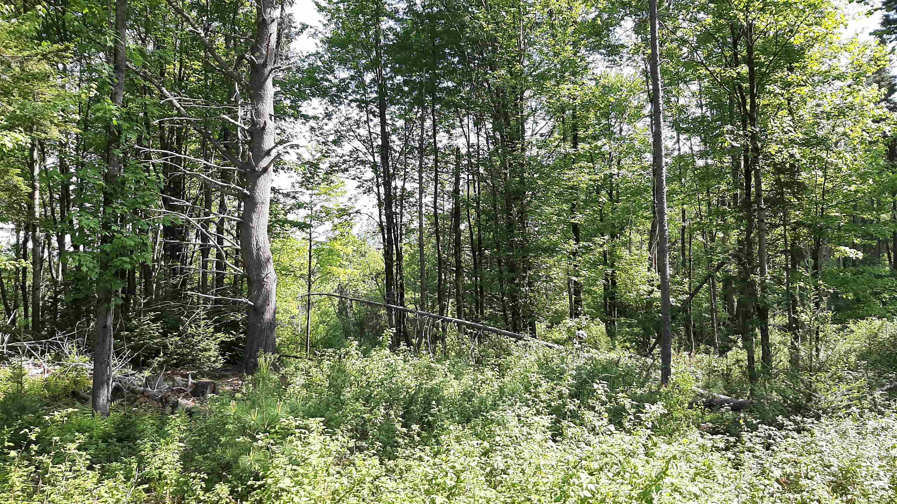 0 Summit Road Mount Holly, VT 05758 - Photo 27 of 37