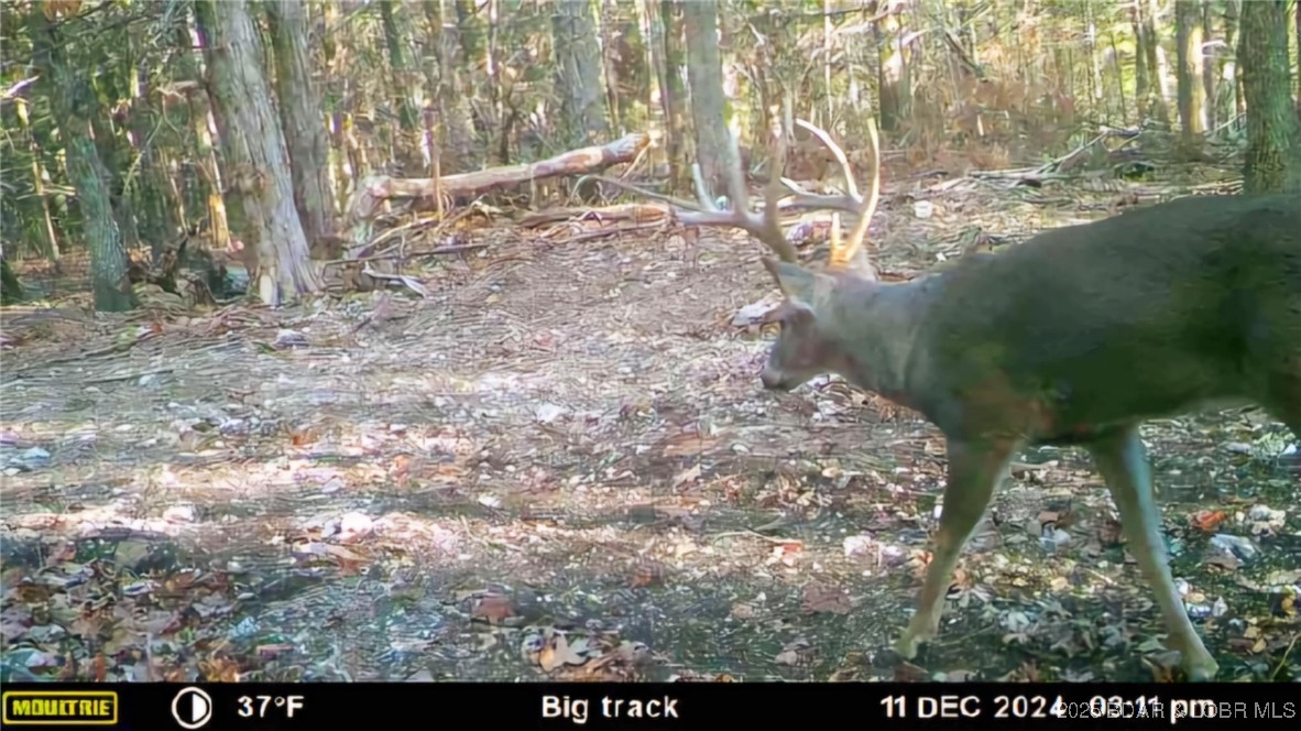 Lot 6 State Aa Road Roach, MO 65787 - Photo 18 of 27