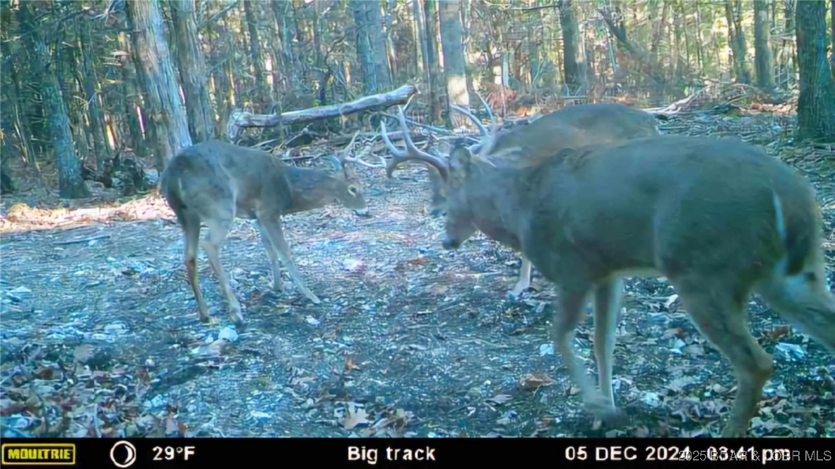 Lot 6 State Aa Road Roach, MO 65787 - Photo 2 of 27