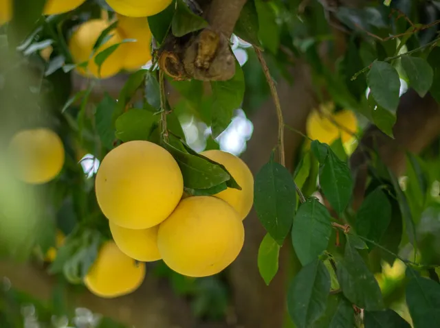 $199,000 | 424 Morton Avenue, Sanger, CA 93657