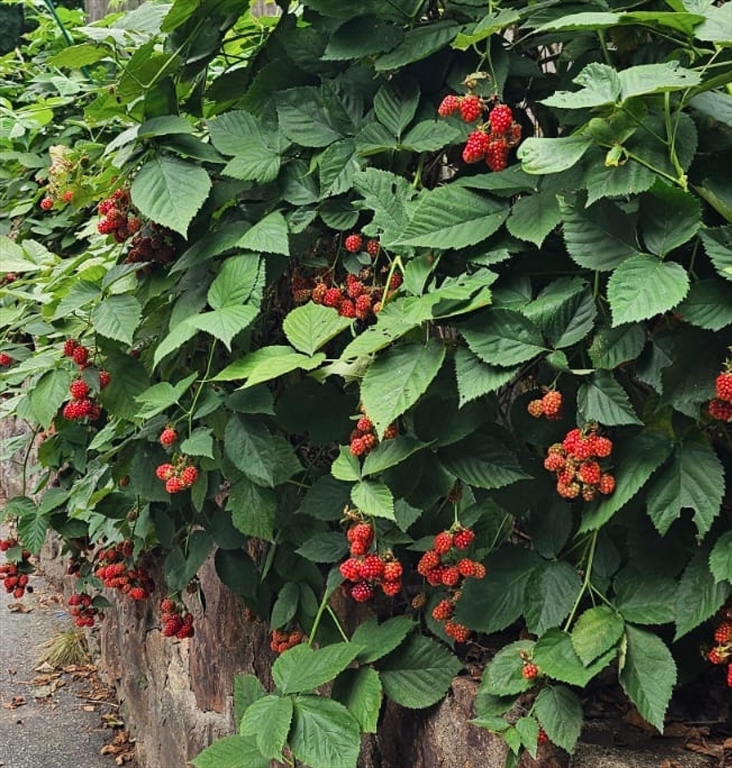 560 Worcester Street Wellesley, MA 02481 - Photo 40 of 42