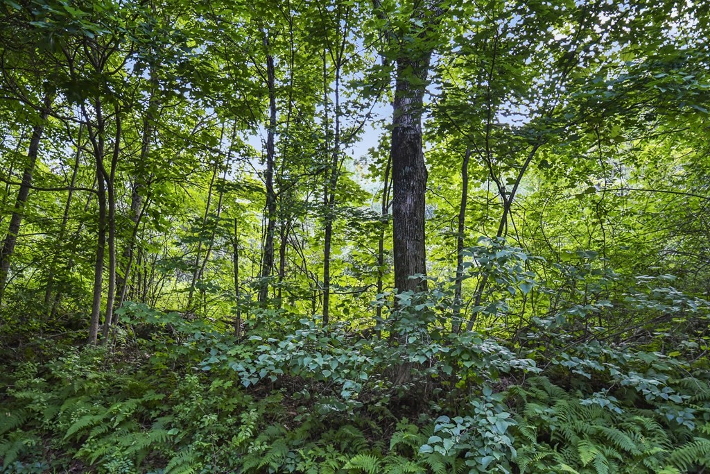 6 Tiderman Road Wales, MA 01081 - Photo 4 of 12 Gallery Image 4