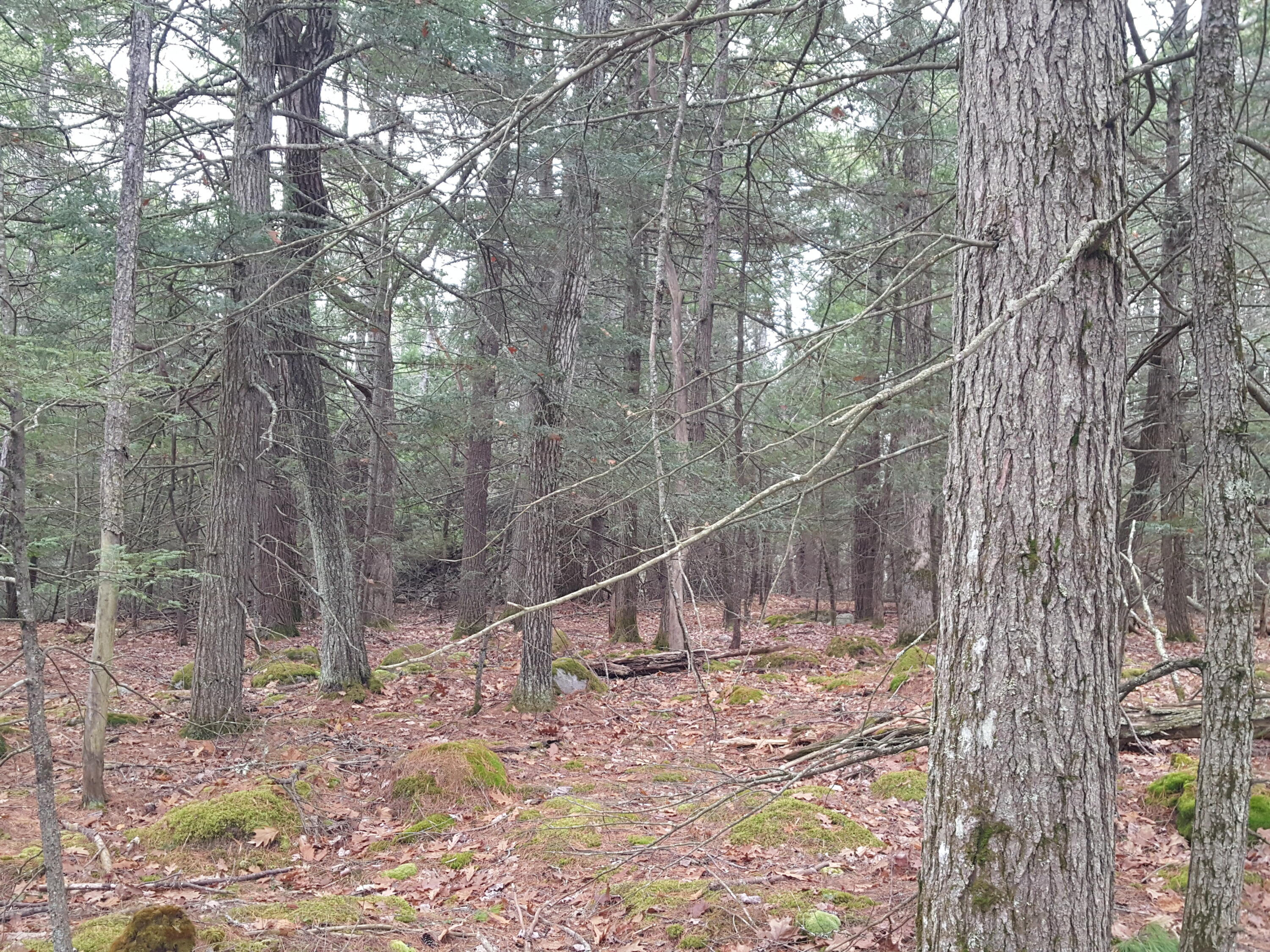 53 B Johnson Road Windham, ME 04062 - Photo 12 of 22 20251125_112137