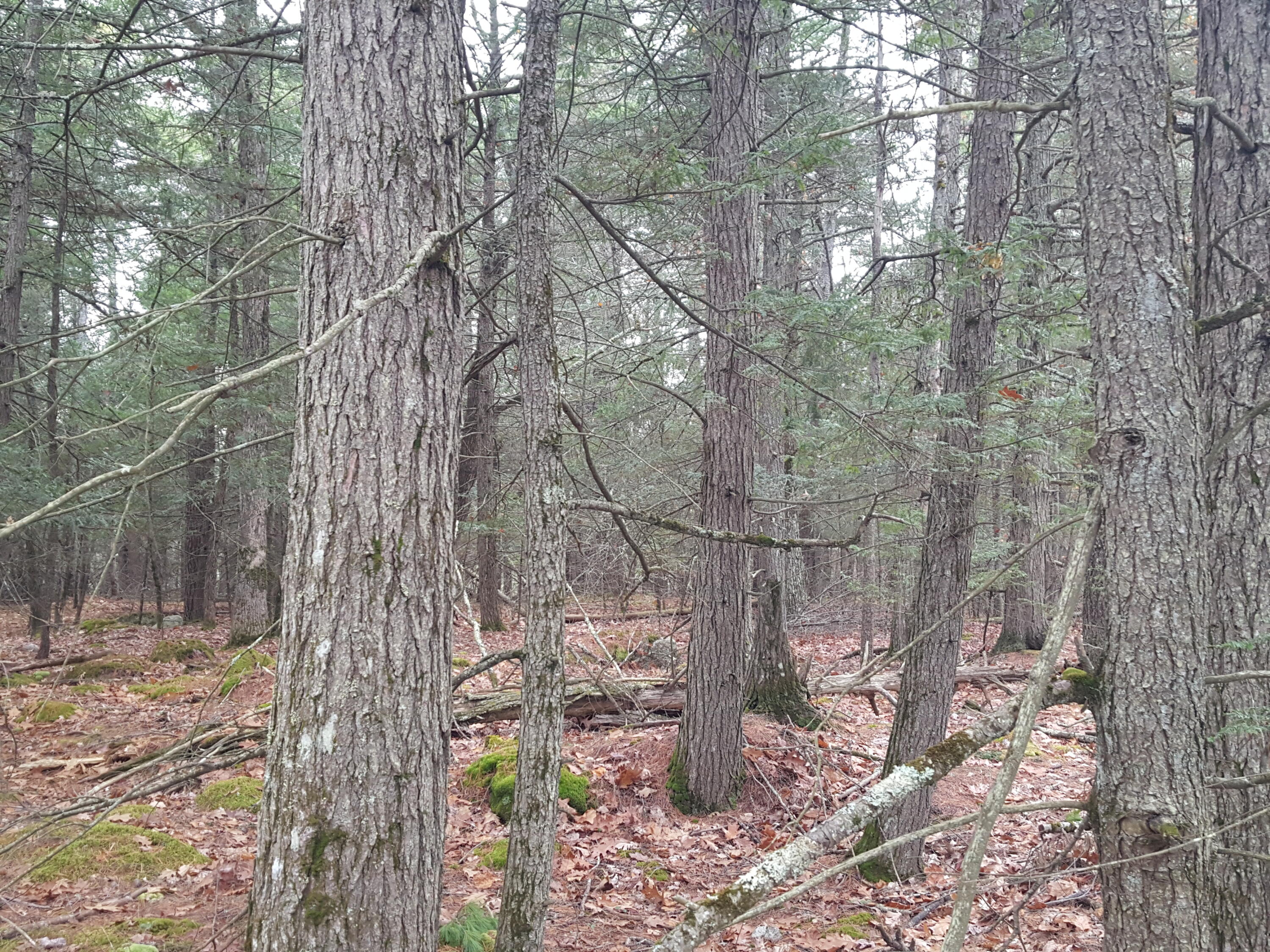 53 B Johnson Road Windham, ME 04062 - Photo 13 of 22 20251125_112144