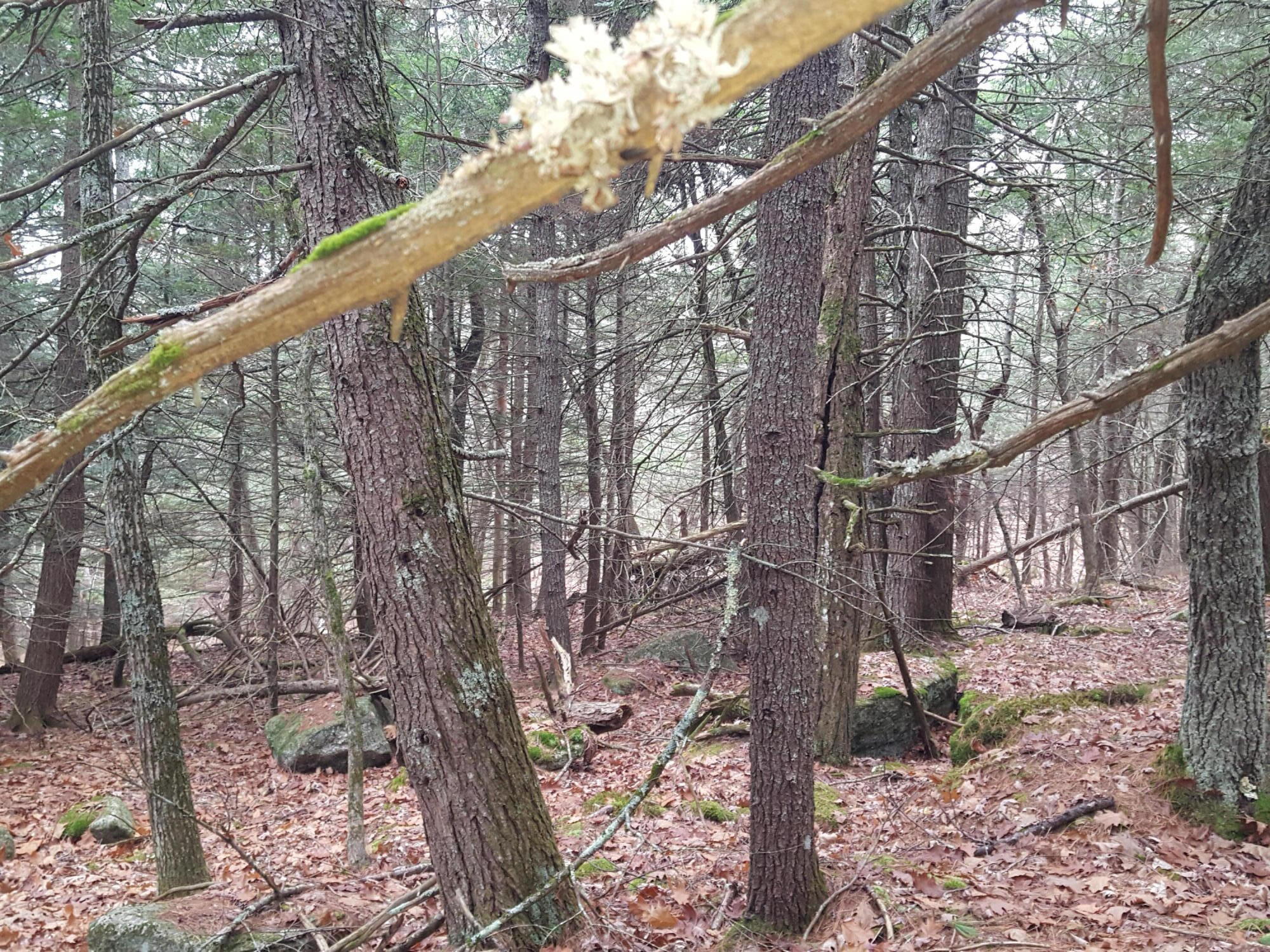 53 B Johnson Road Windham, ME 04062 - Photo 17 of 22 20251125_112912