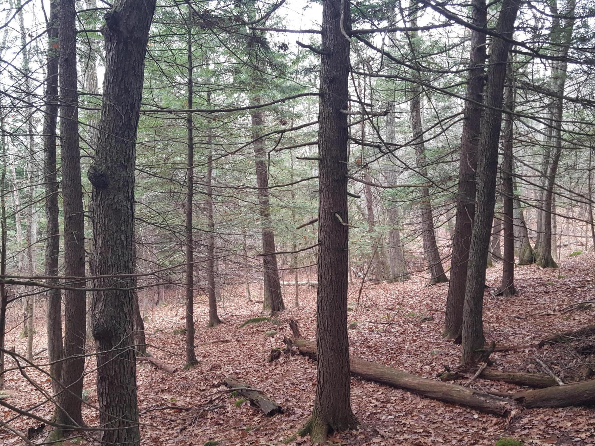 53 B Johnson Road Windham, ME 04062 - Photo 19 of 22 20251125_113013
