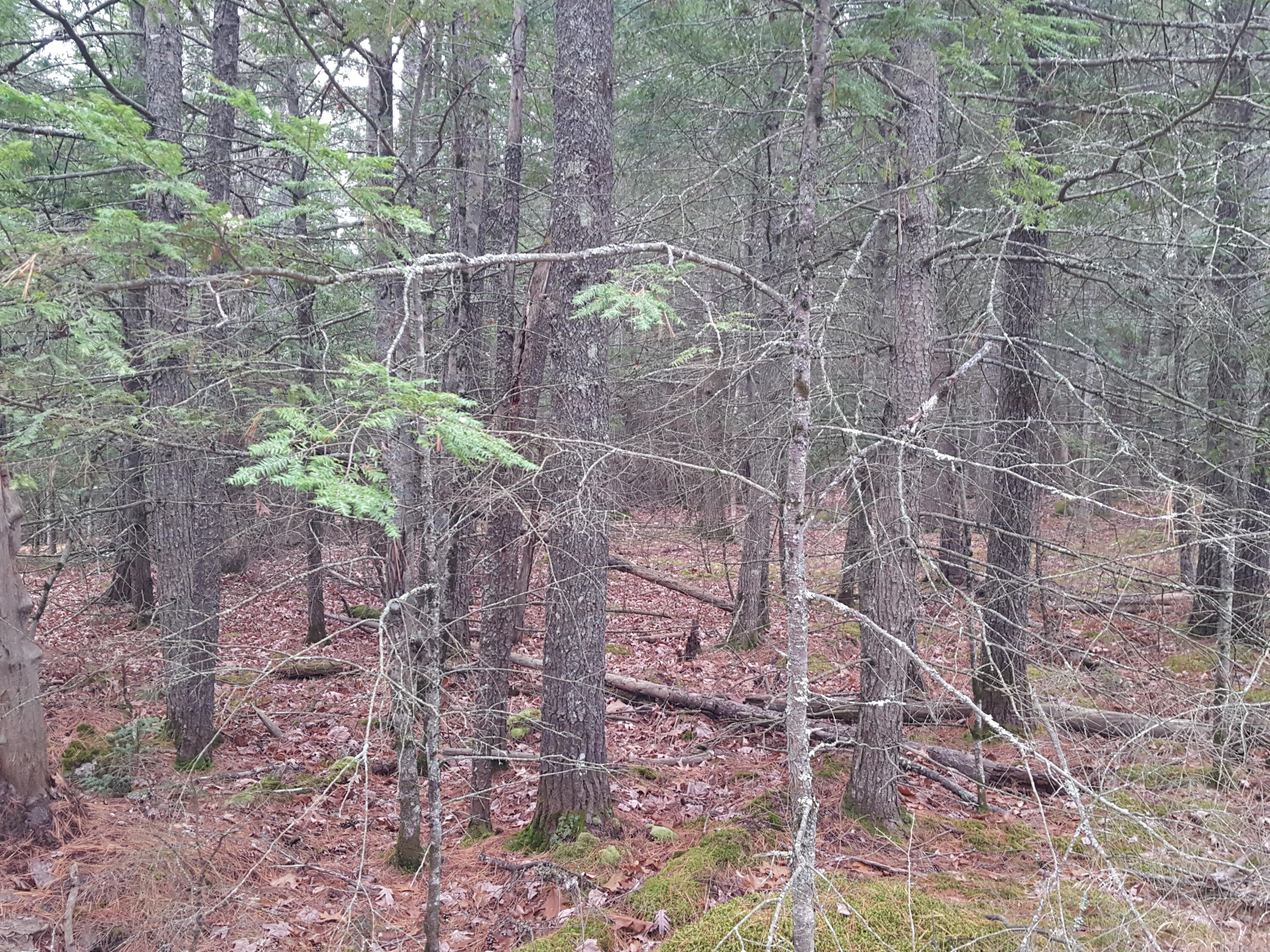 53 B Johnson Road Windham, ME 04062 - Photo 10 of 22 20251125_111950