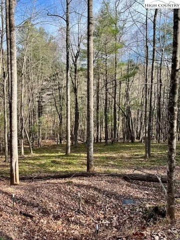 a view of a park with large trees