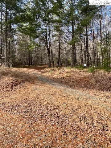 a view of a yard with large trees