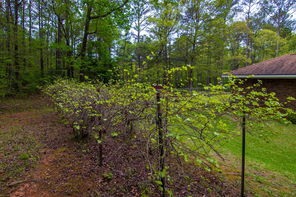 1741 Lower Blue Springs Road Hamilton, GA 31811 - Photo 64 of 94 Gallery Image 64