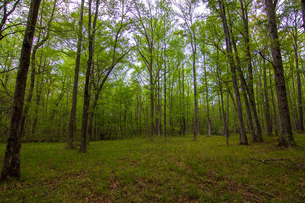 1741 Lower Blue Springs Road Hamilton, GA 31811 - Photo 75 of 94 Gallery Image 75