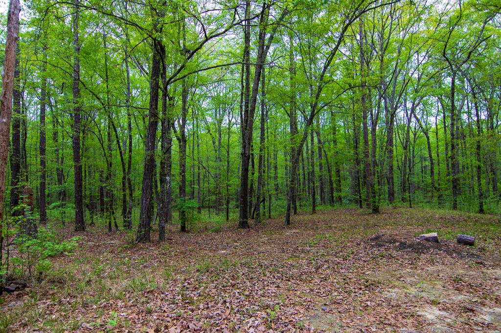 1741 Lower Blue Springs Road Hamilton, GA 31811 - Photo 83 of 94 Gallery Image 83