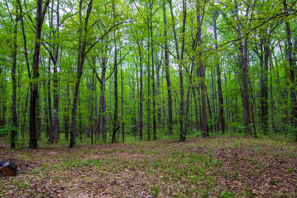 1741 Lower Blue Springs Road Hamilton, GA 31811 - Photo 84 of 94 Gallery Image 84