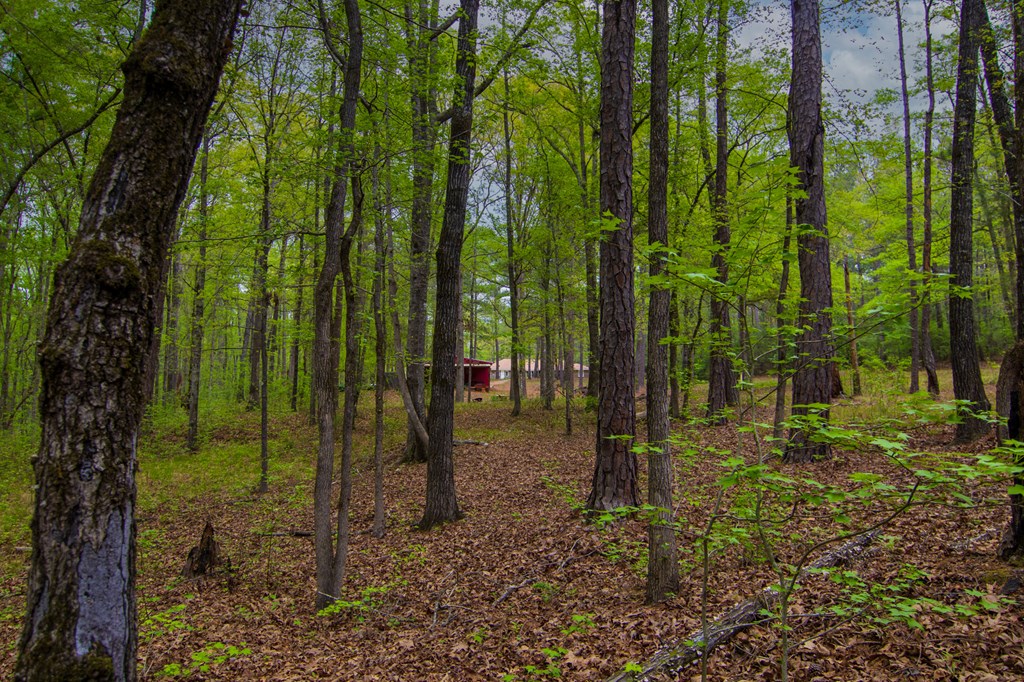 1741 Lower Blue Springs Road Hamilton, GA 31811 - Photo 85 of 94 Gallery Image 85
