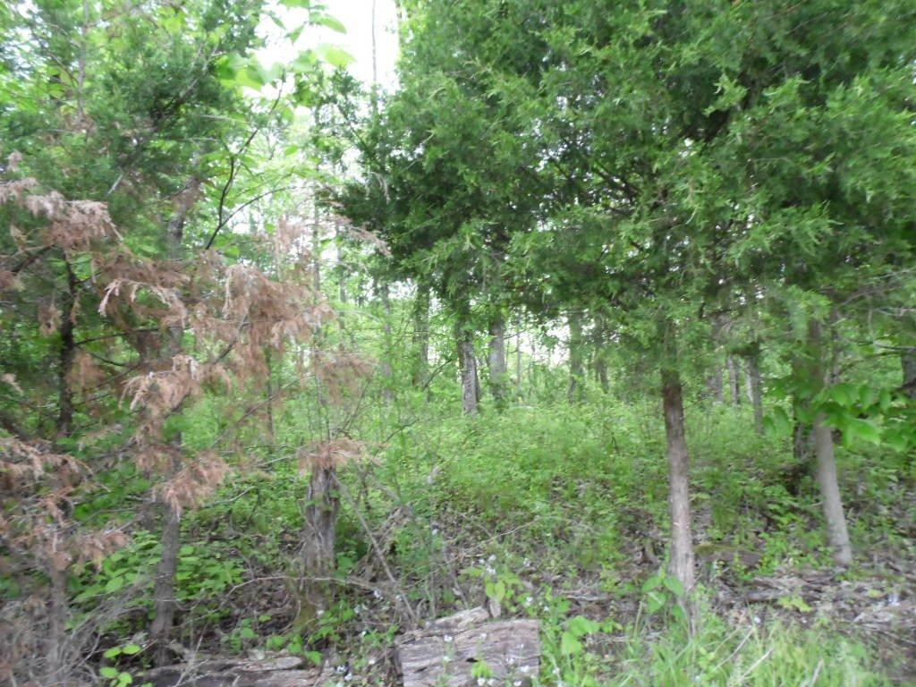 46 Ritchey Road Lawrenceburg, KY 40342 - Photo 4 of 7 Photo 4