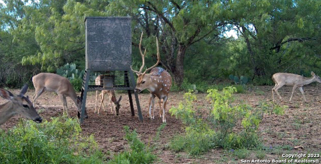 1066 Ranch Rd Highway Sabinal, TX 78881 - Photo 12 of 14 a backyard of a house with table and chairs