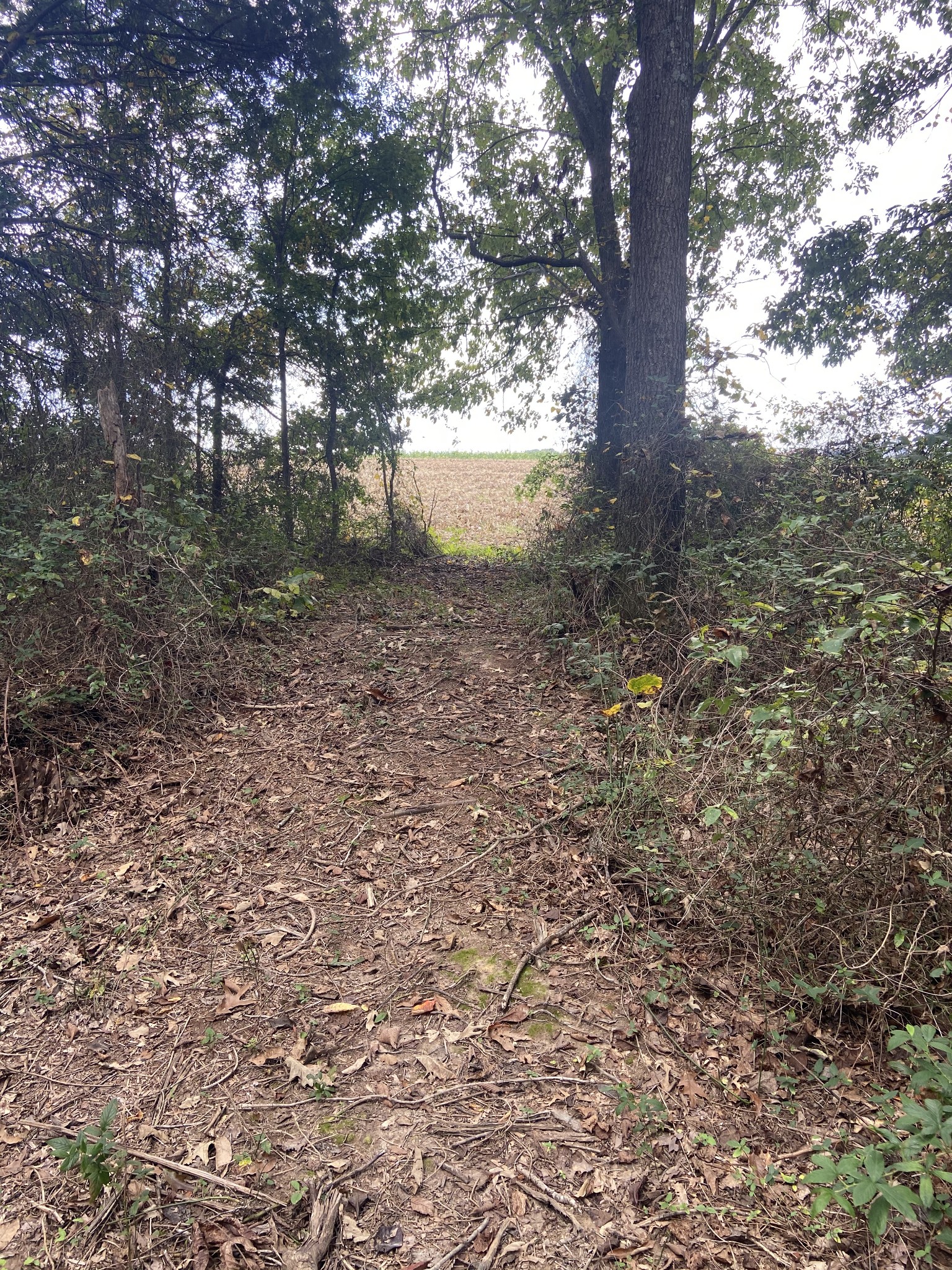 0 Bethany Church Road Springfield, TN 37172 - Photo 4 of 17 a view of a forest with large trees