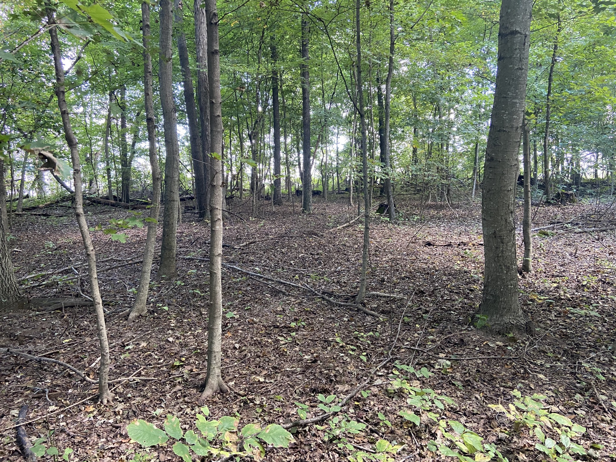 0 Bethany Church Road Springfield, TN 37172 - Photo 7 of 17 a view of a forest with trees