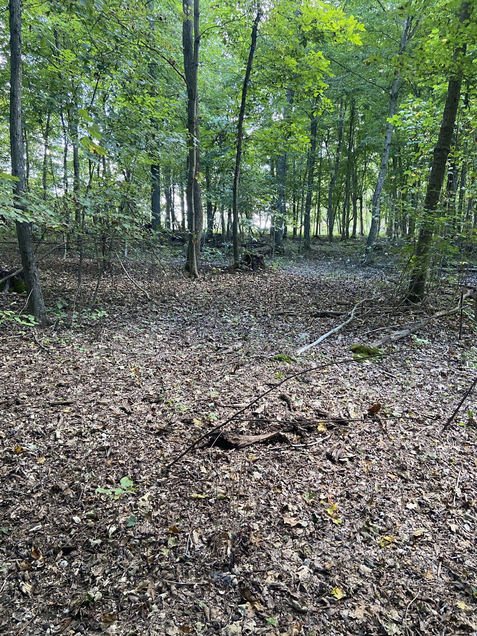 0 Bethany Church Road Springfield, TN 37172 - Photo 8 of 17 a view of a forest with trees in the background