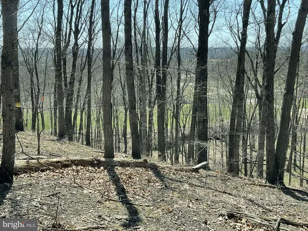 a view of a backyard with trees
