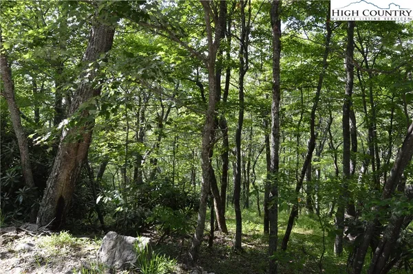 a view of a forest with trees in front of it