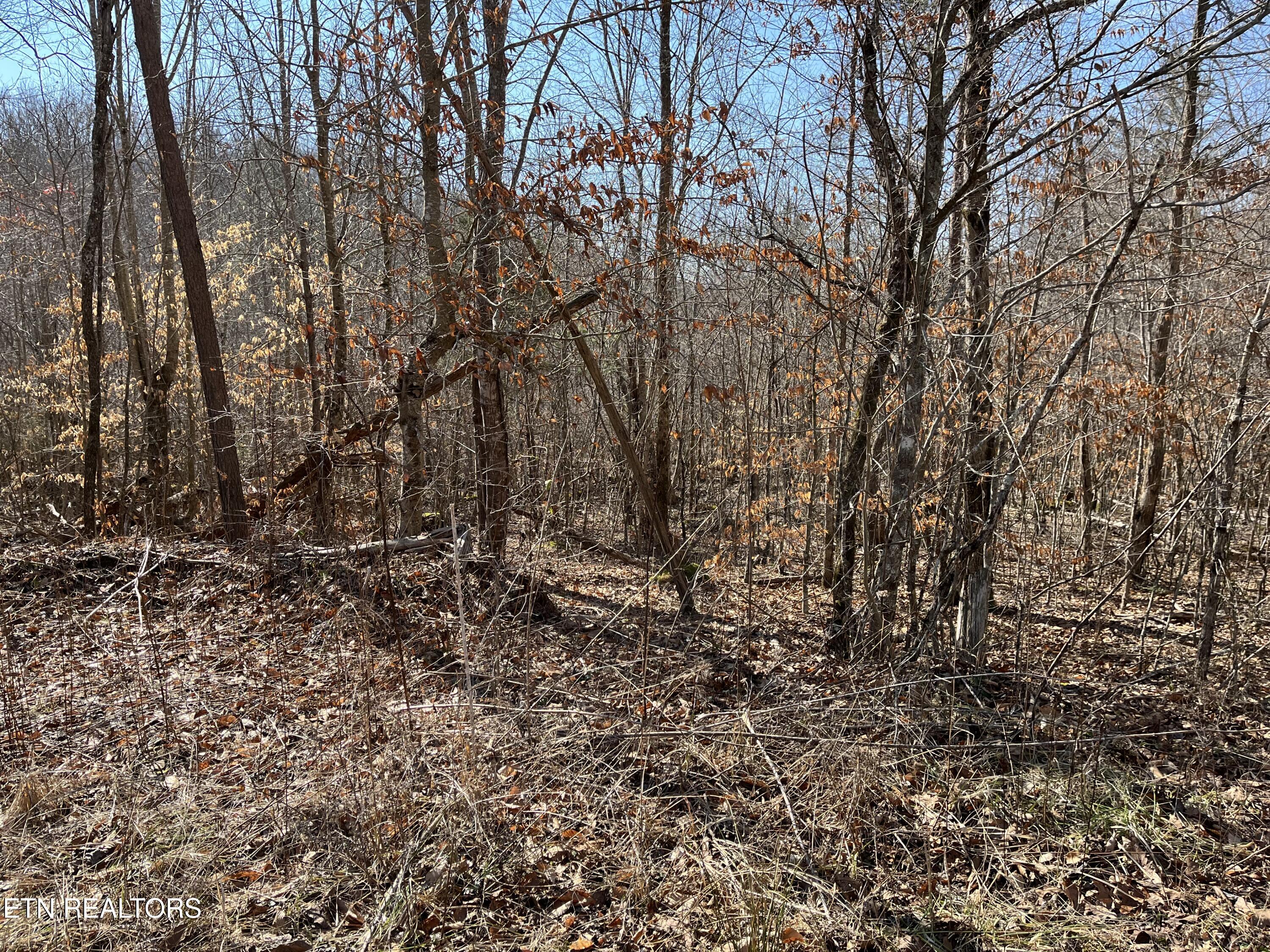 120.43-ac East Mill Creek Road Sunbright, TN 37872 - Photo 2 of 5 IMG_0131