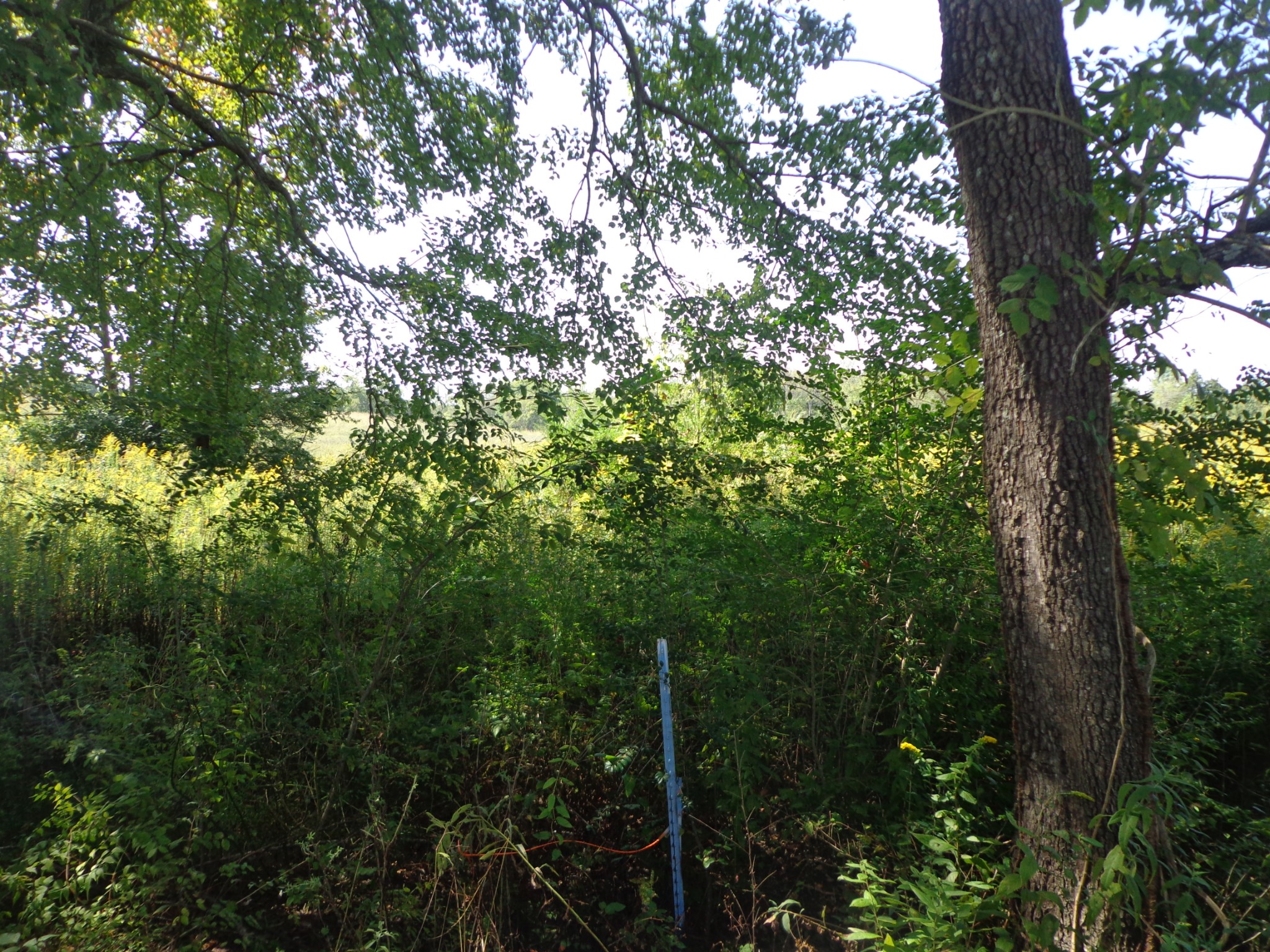 0 Dady Road McEwen, TN 37101 - Photo 4 of 5