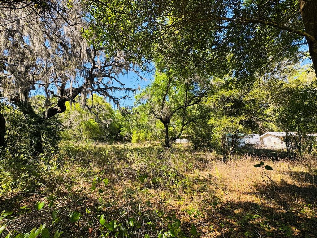 11340 Bessie Dix Road Seffner, FL 33584 - Photo 11 of 14 a picture of tree