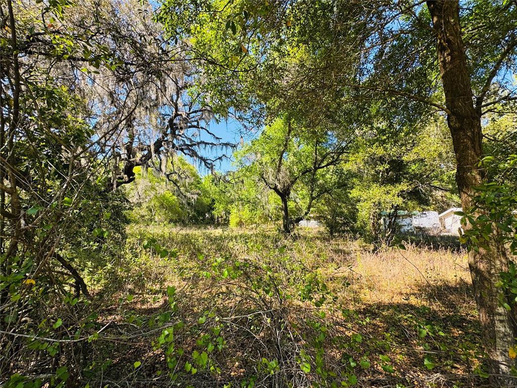 11340 Bessie Dix Road Seffner, FL 33584 - Photo 10 of 14 a view of a tree