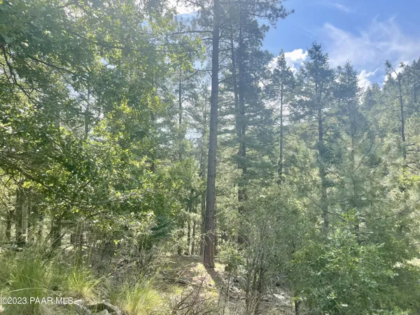 a view of a forest that has a tree