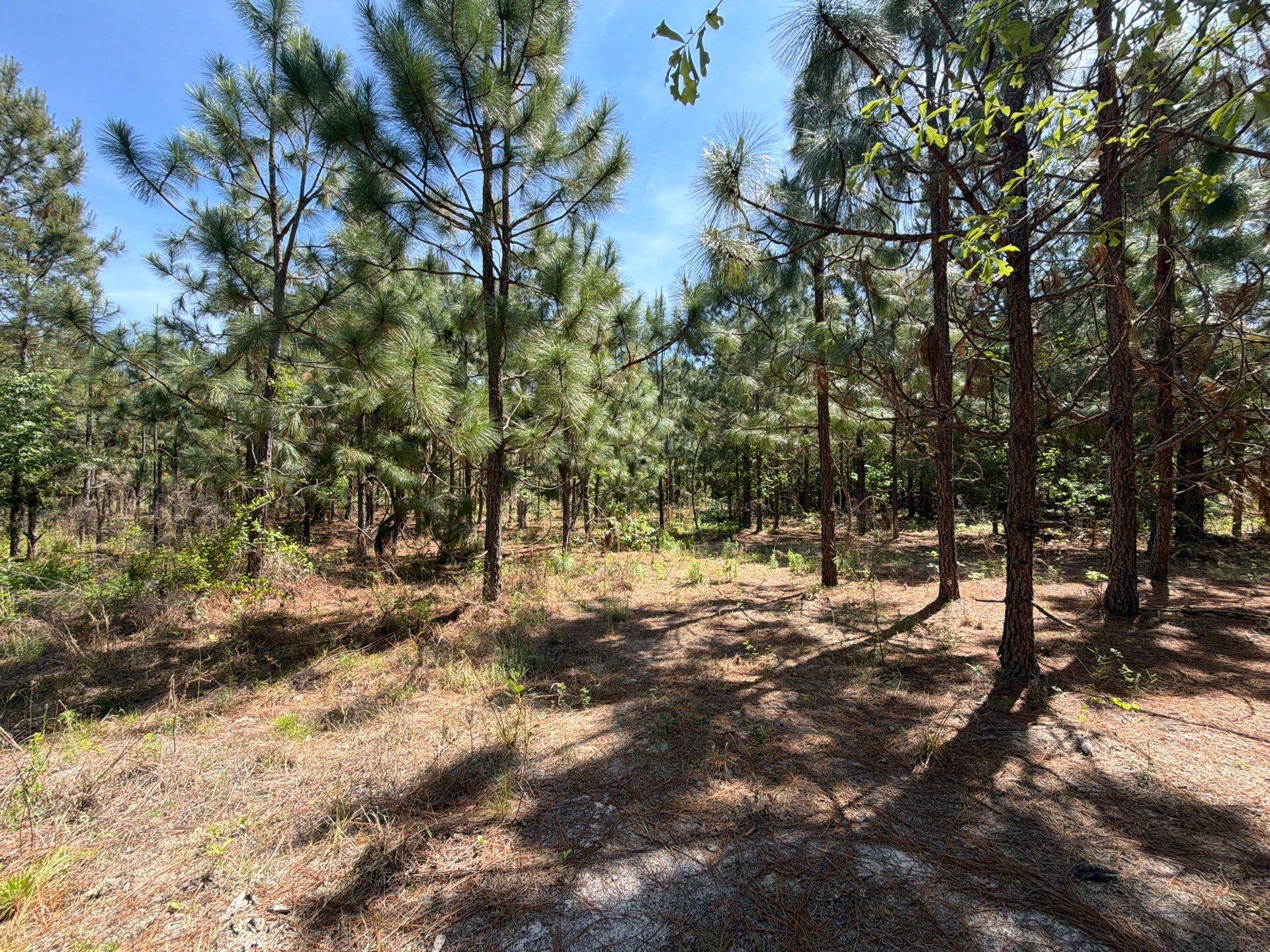 8 Holstein Road, Unit HRF 8 Wagener, SC 29164 - Photo 6 of 23 Gallery Image 6