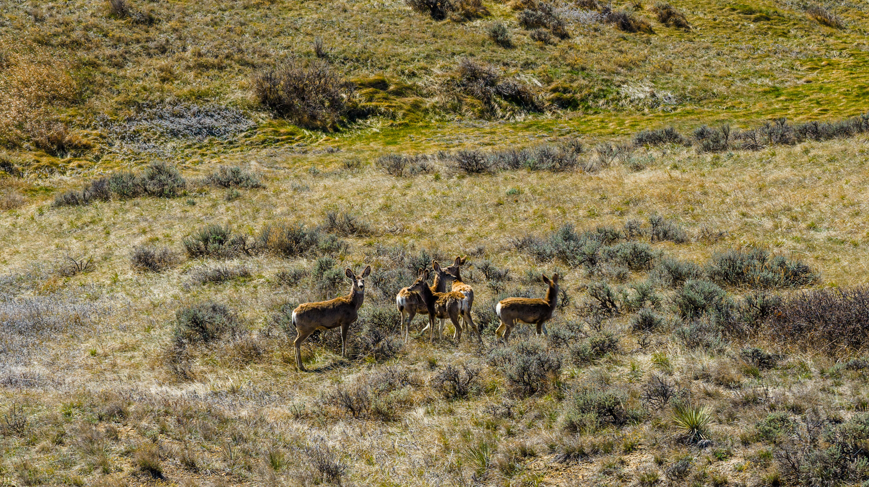 641 Decker Road Sheridan, WY 82801 - Photo 8 of 13 DJI_20260408143150_0414_D