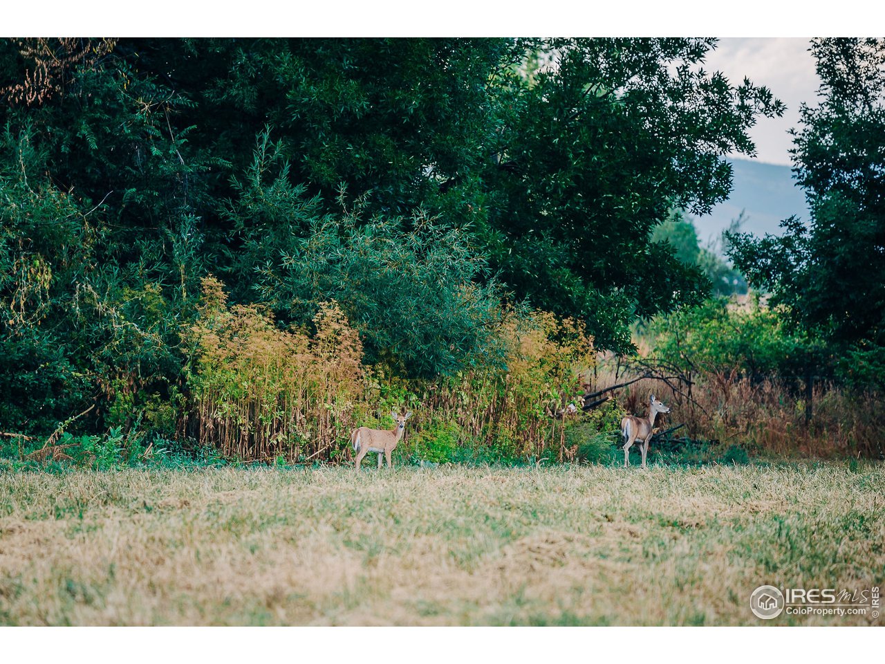 5163 Independence Road Boulder, CO 80301 - Photo 34 of 39 bald eagles to fox to deer love this land