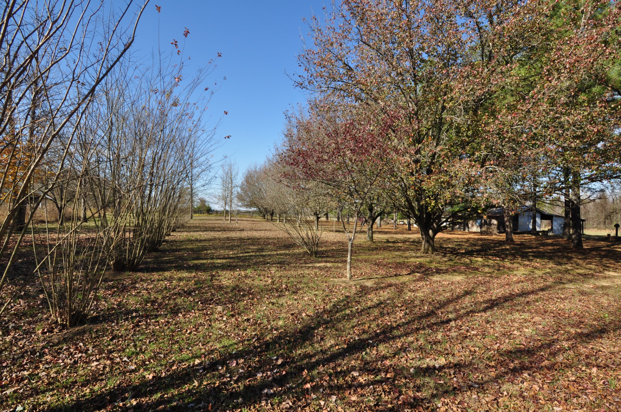 238 Putman Well Road Rockvale, TN 37153 - Photo 22 of 42 a view of a yard with trees