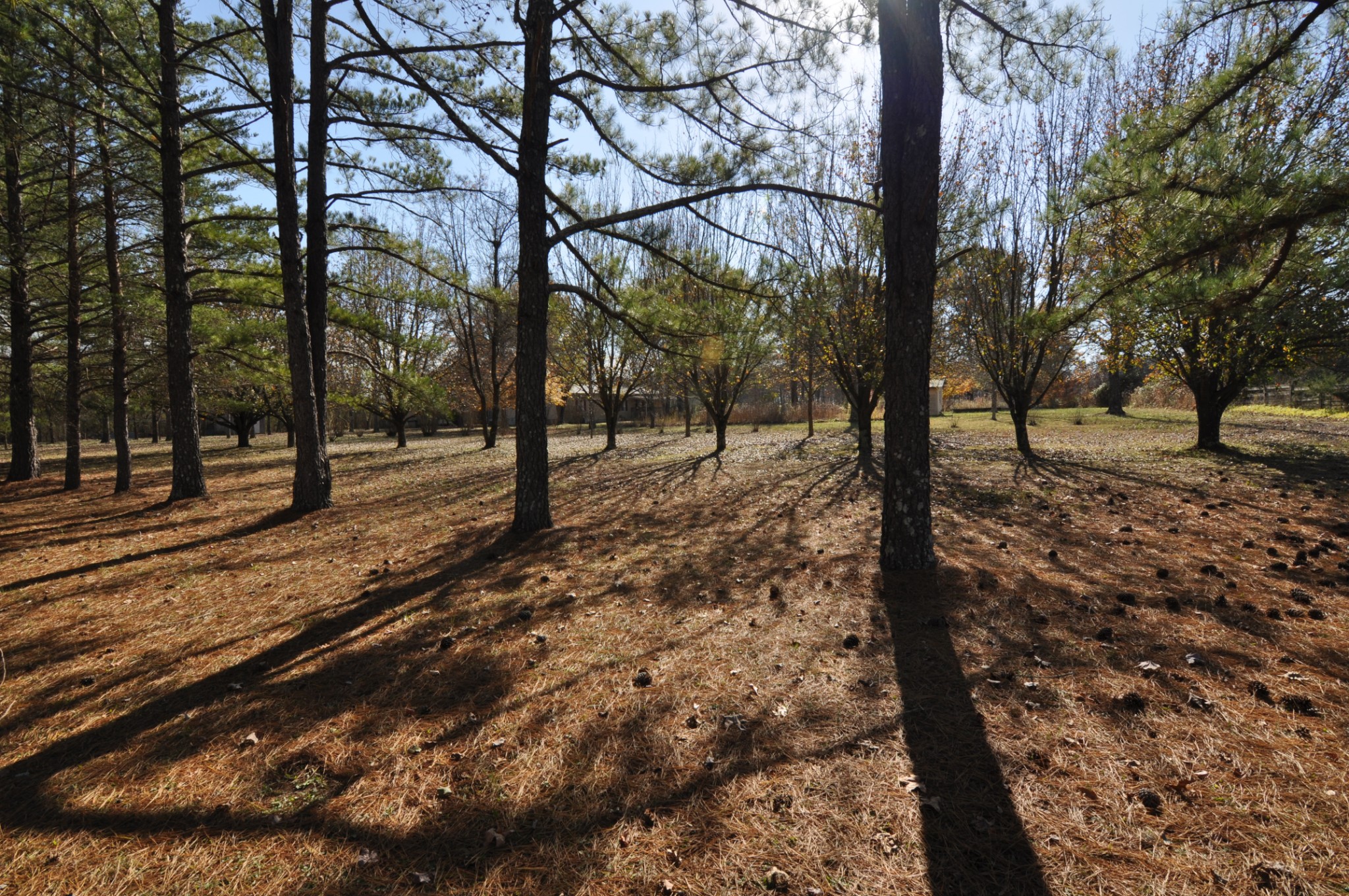 238 Putman Well Road Rockvale, TN 37153 - Photo 23 of 42 a view of road with trees