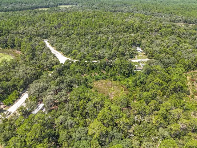 a view of a forest with a tree